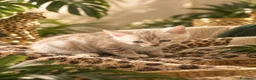Bengala gatti in vendita: Cuccioli bengala Mink  - Annuncio 3