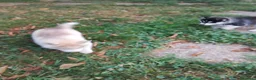 Husky cani in vendita: Siberian husky  - Annuncio 5