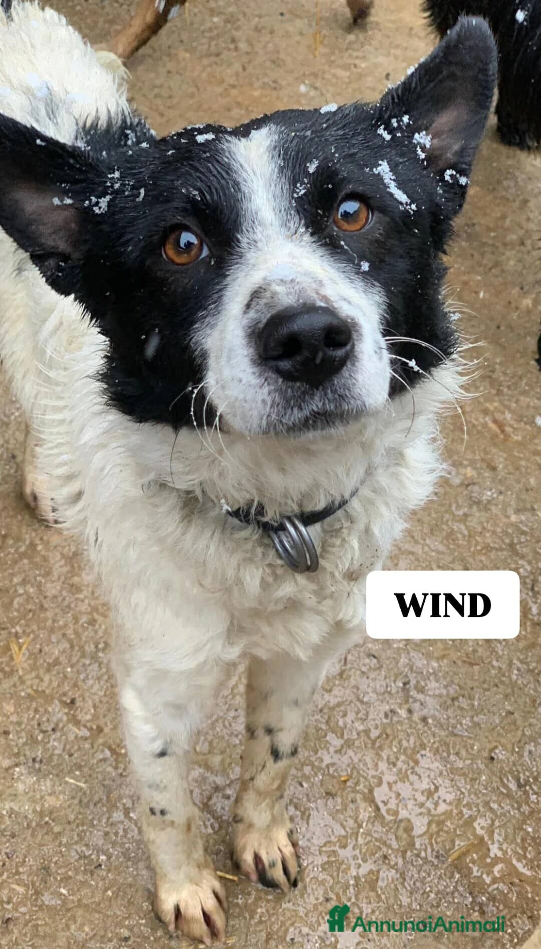 Meticcio cani in regalo: WIND, timido nanetto cerca famiglia! - Annuncio 4