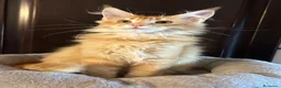 Maine Coon gatti in vendita: Maine Coon  - Annuncio 6