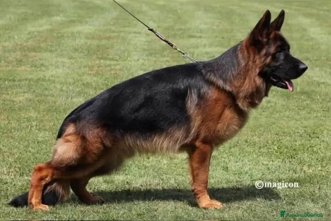 Pastore Tedesco cani in vendita: Cucciolo di Pastore Tedesco a pelo lungo di 3 mesi a Provincia di Modena - Annuncio 2