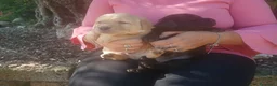 Labrador cani in vendita: Cuccioli di labrador  - Annuncio 9