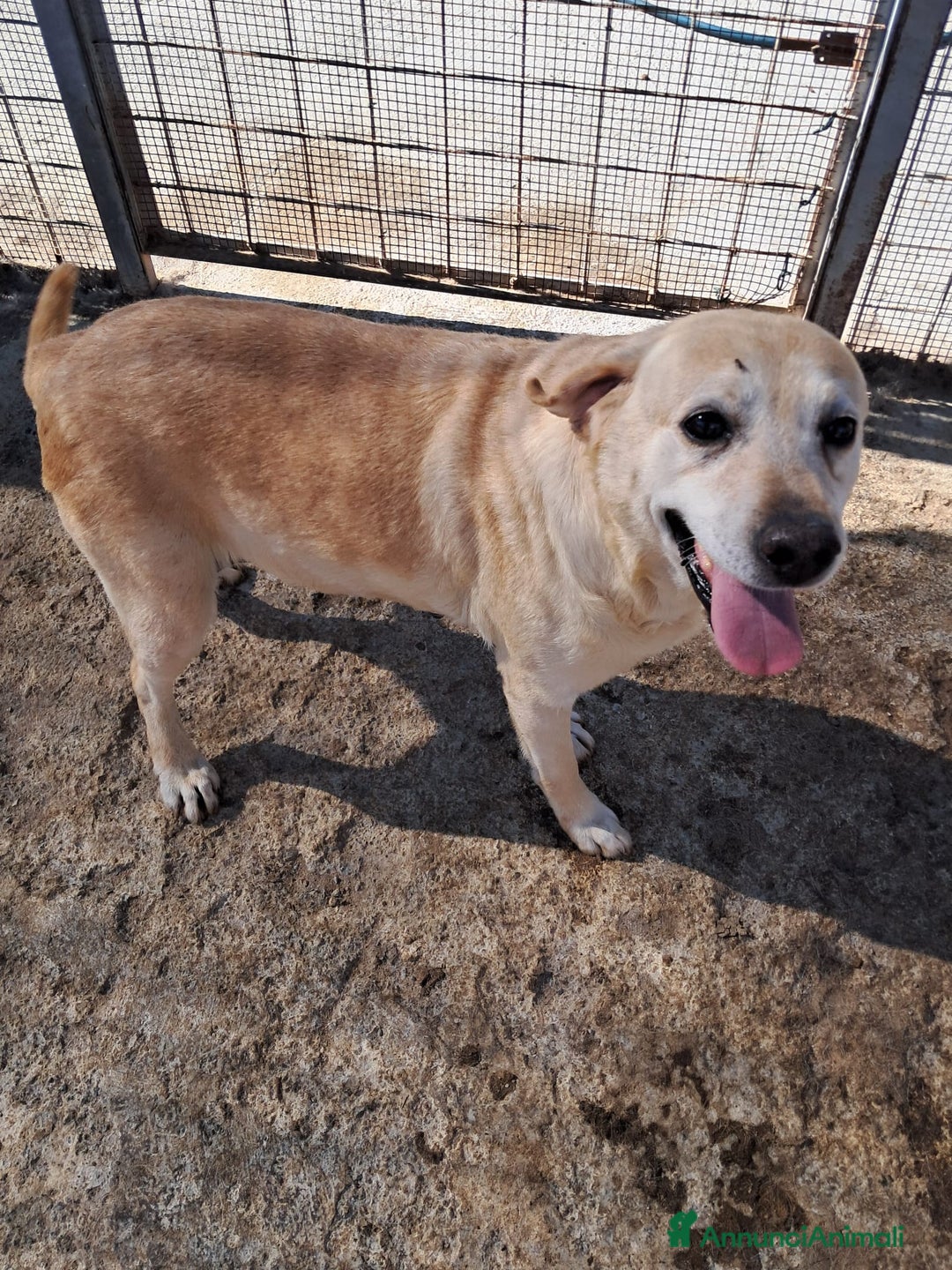 Altre razze cani in regalo: miele  - Annuncio 3