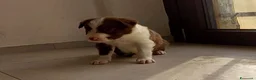 Border Collie cani in vendita:   cuccioli di border collie red - Annuncio 4