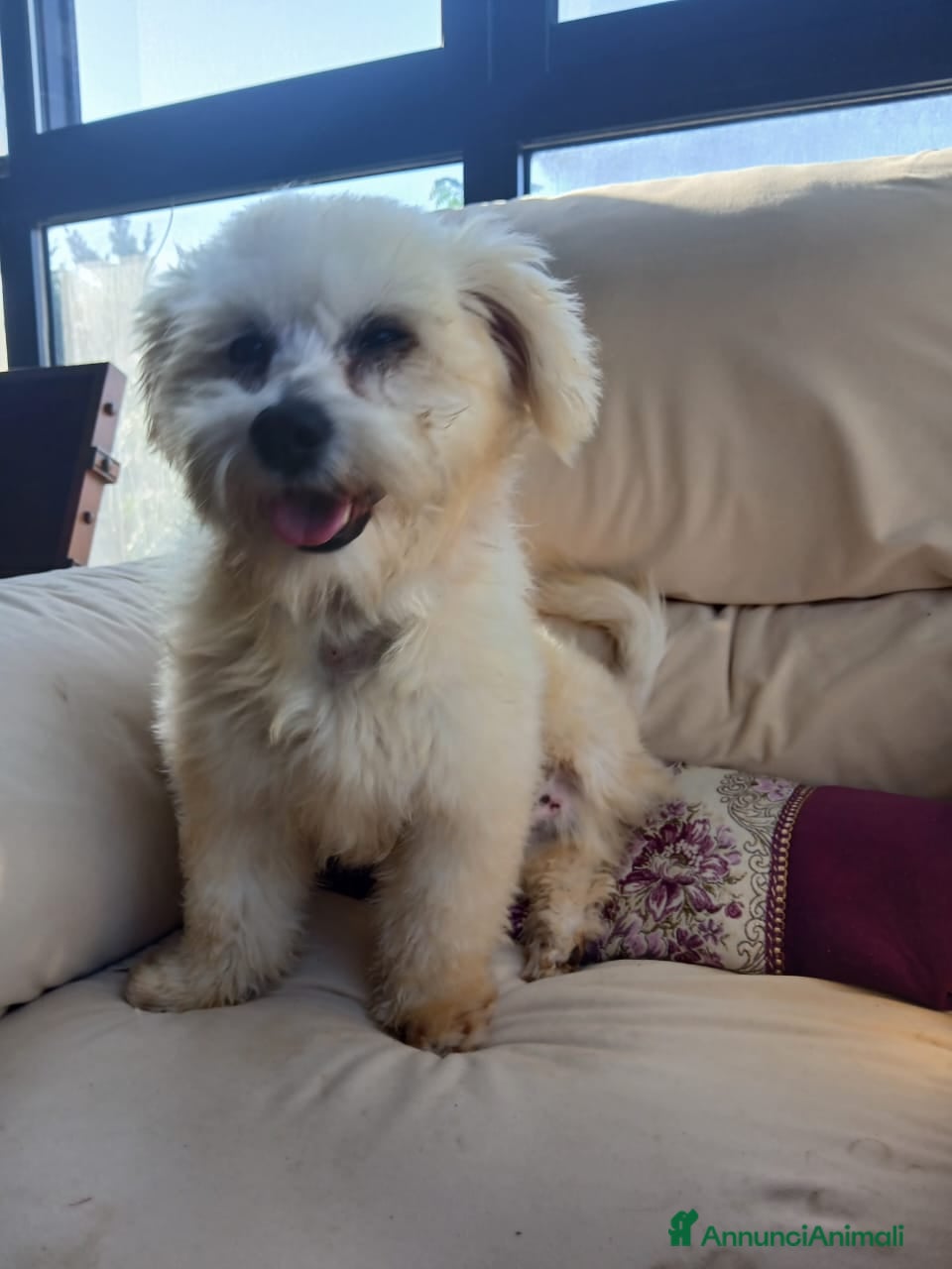 Maltese cani Flex, un meraviglioso maltesino - Annuncio 1