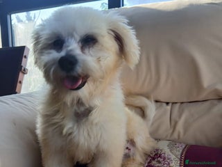 Maltese cani Flex, un meraviglioso maltesino - Annuncio 1