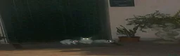 Siamese gatti in vendita: VENDO DUE  SIMIL SIAMESI STUPENDI!!  - Annuncio 3