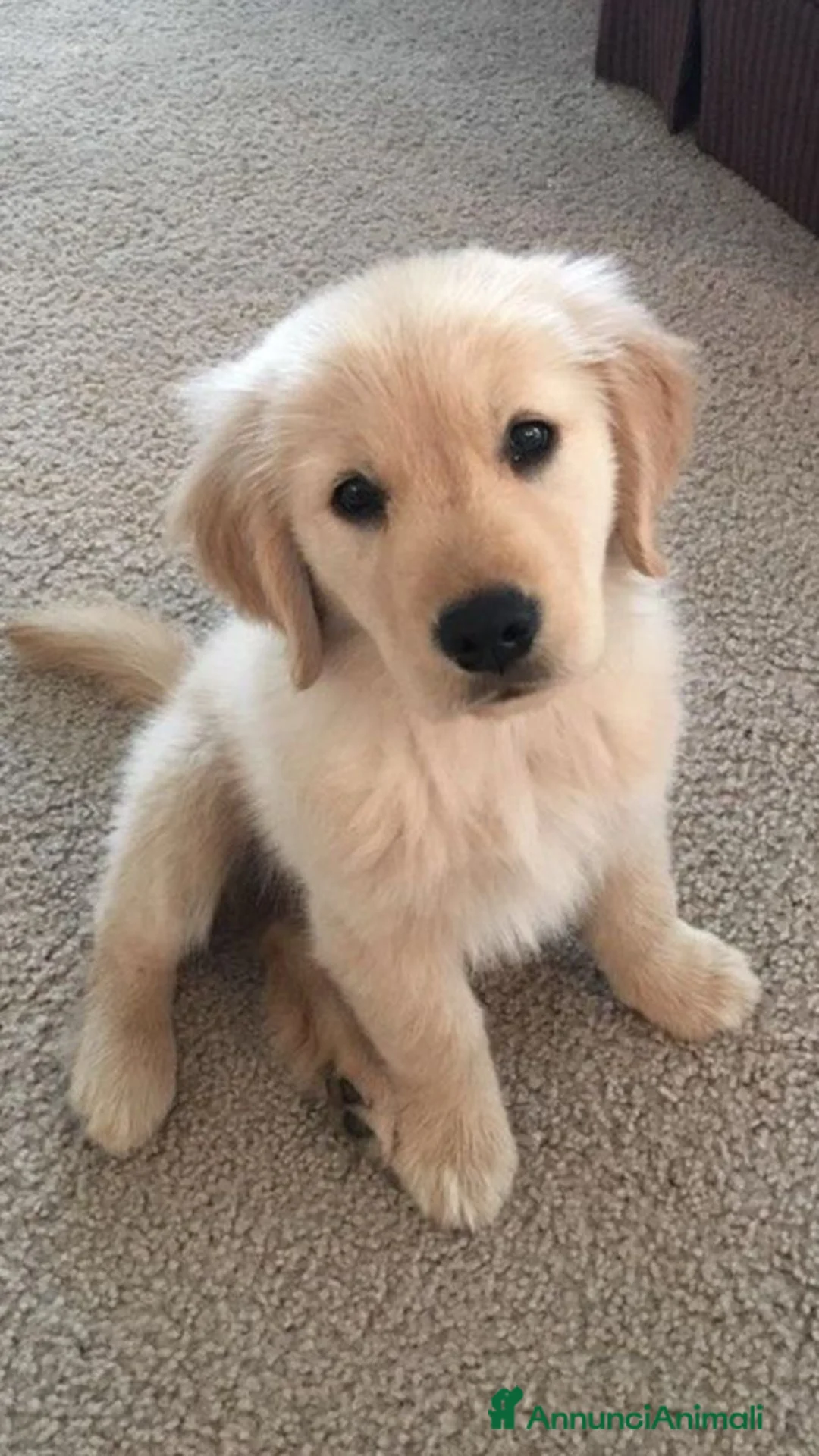 Golden Retriever cani in regalo: Cuccioli di Golden Retriever - Annuncio 4