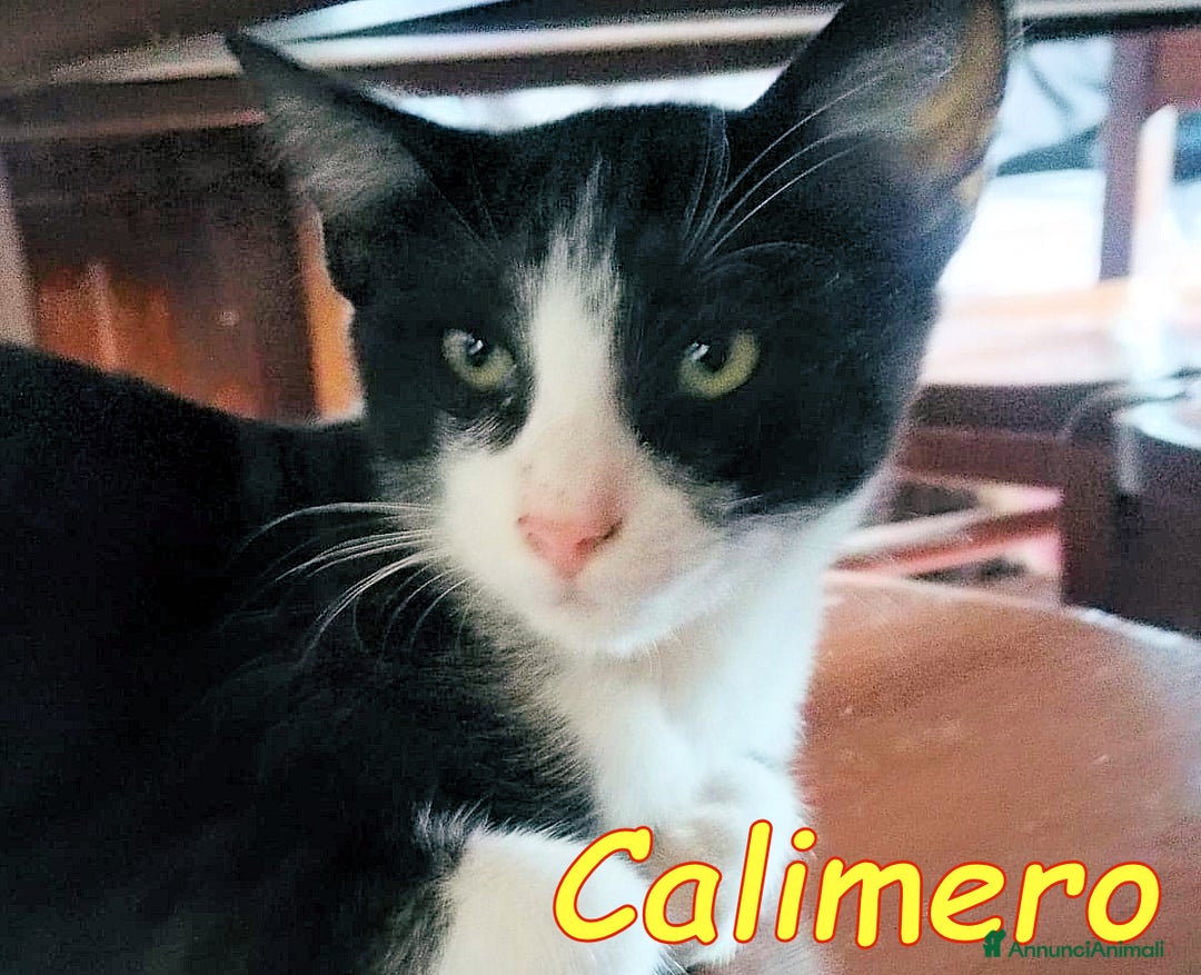 Europeo gatti in regalo: CALIMERO - Annuncio 2