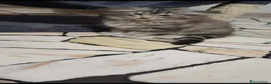 Norvegese 2