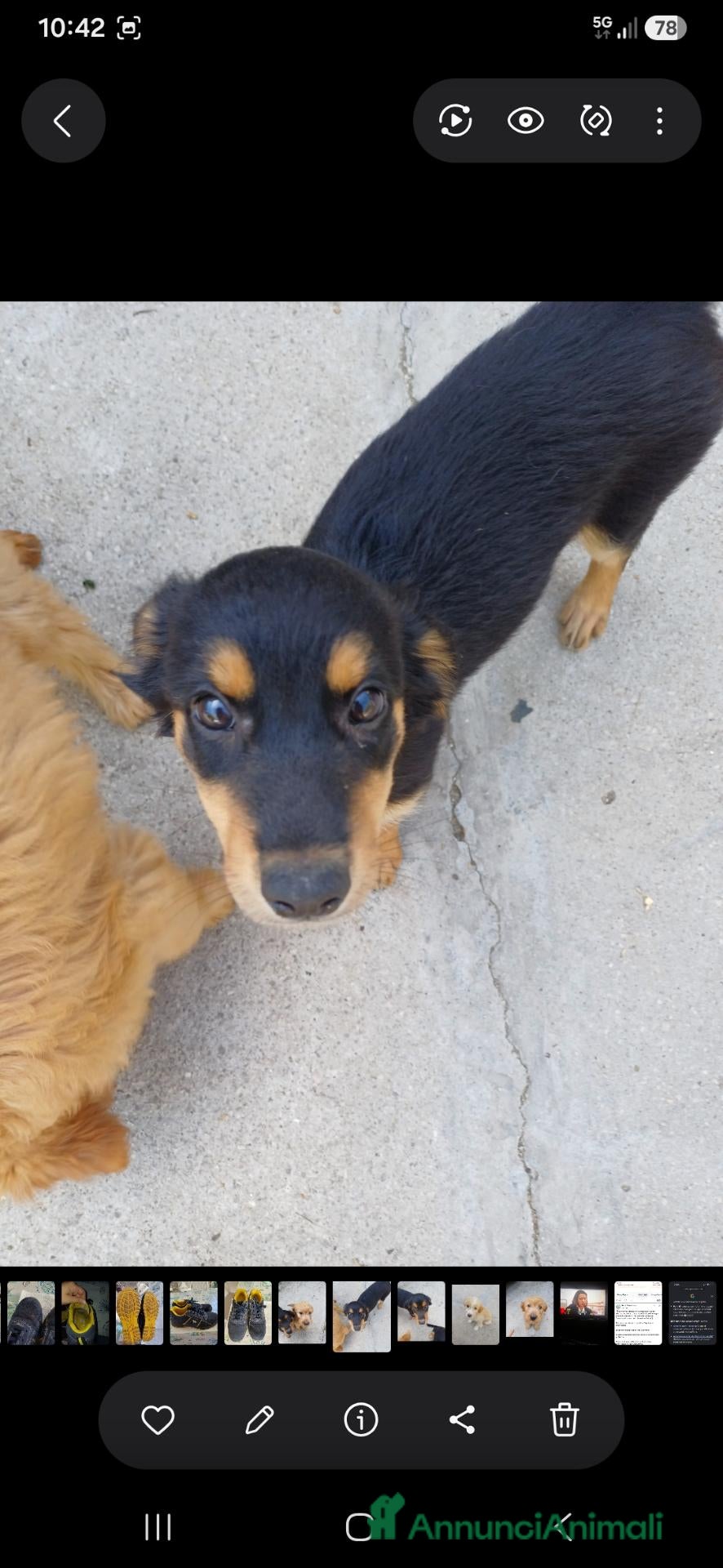 Meticcio cani in regalo: Regalo 1 cucciola femmina - Annuncio 36
