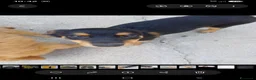 Meticcio cani in regalo: Regalo 3 cucciole femmine - Annuncio 4