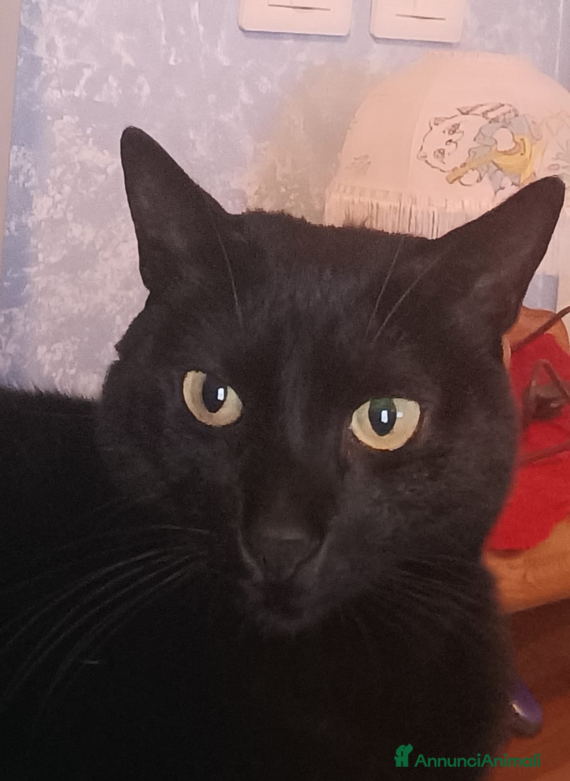 Meticcio gatti AXEL micio panteroni di 7 anni - Annuncio 1