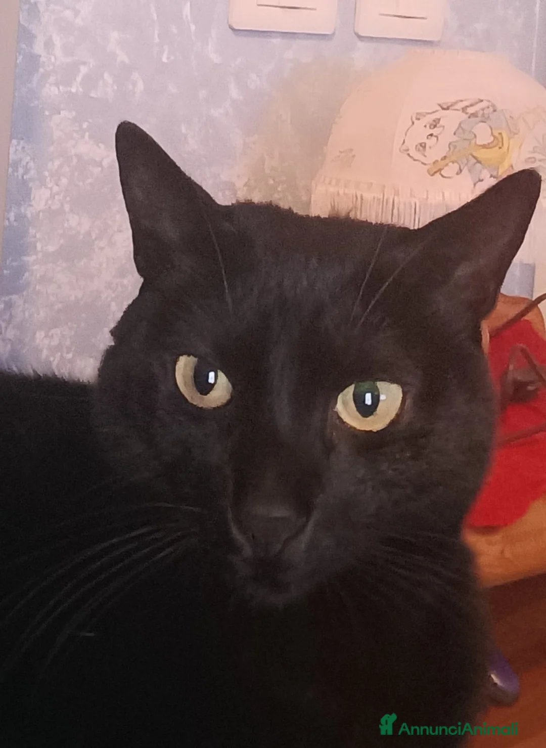 Meticcio gatti in regalo: AXEL micio panteroni di 7 anni - Annuncio 1