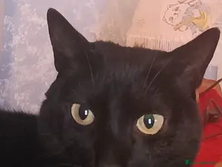 Meticcio gatti AXEL micio panteroni di 7 anni - Annuncio 6