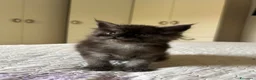 Maine Coon gatti in vendita: Cucciolo Maine Coon pedigree ANFI - Annuncio 8