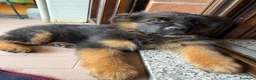 Pastore Tedesco cani in vendita: Cucciolo di Pastore Tedesco a pelo lungo di 3 mesi a Provincia di Modena - Annuncio 3