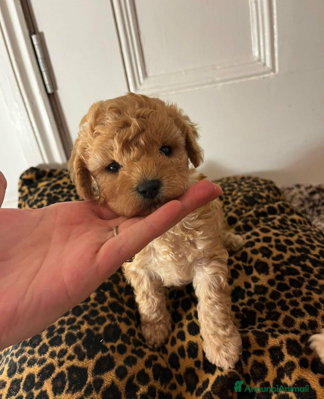 Meticcio cani in vendita: Adorabili cuccioli di Maltipoo - Annuncio 12