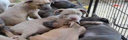 Pitbull cani in vendita: Pit Bull con pedigree, paghi anche a rate  - Annuncio 36