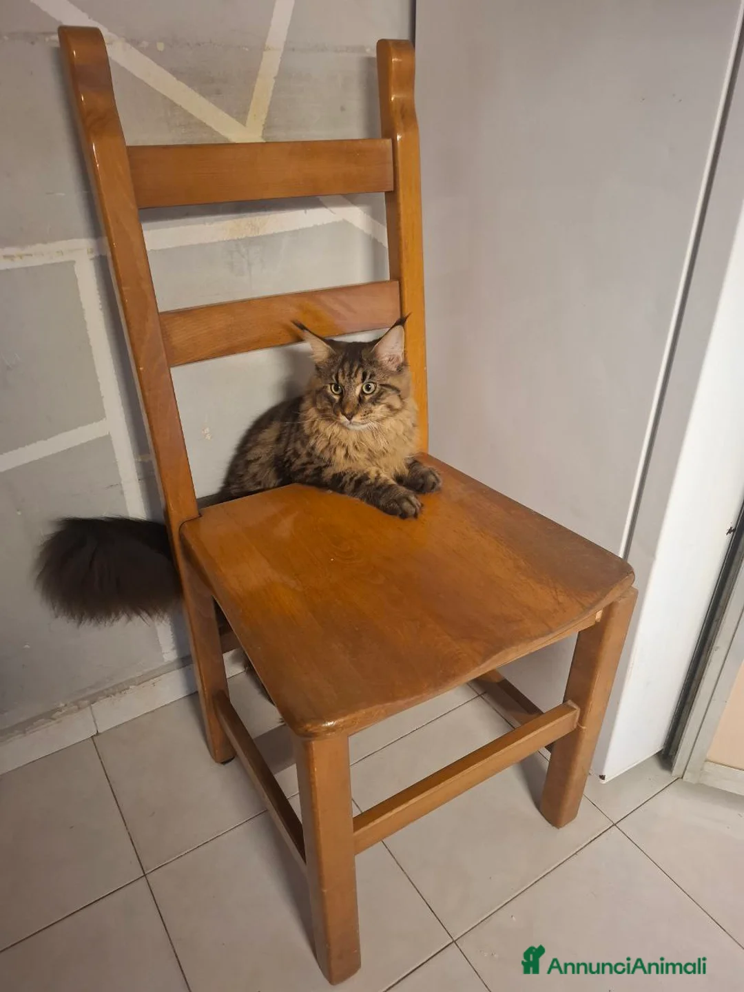 Maine Coon gatti in vendita: Мальчик Майн Кун 11 месяцев ищет семью.  - Annuncio 6