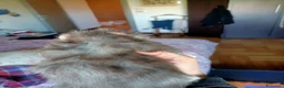 Maine Coon gatti in vendita: SPLENDIDA CUCCIOLATA  - Annuncio 13
