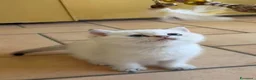 British gatti in vendita: Cuccioli di British Top con pedigree  - Annuncio 6