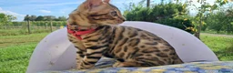 Bengala gatti in vendita: Cuccioli bengala stupendi a Provincia di Ancona - Annuncio 3