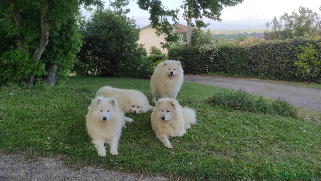 Samoiedo cani in vendita: Cuccioli di Samoiedo  - Annuncio 2