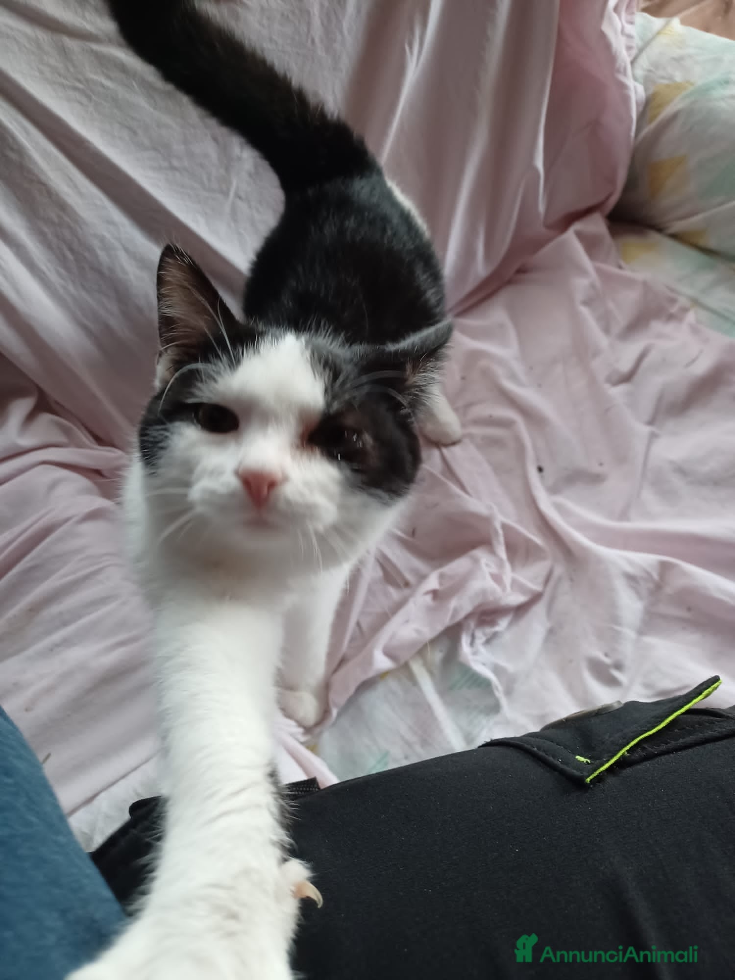 Europeo gatti Gattini neri maschi e femmine - Annuncio 1