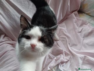 Europeo gatti Gattini neri maschi e femmine - Annuncio 8