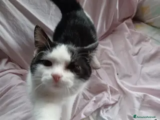 Europeo gatti Gattini neri maschi e femmine - Annuncio 25