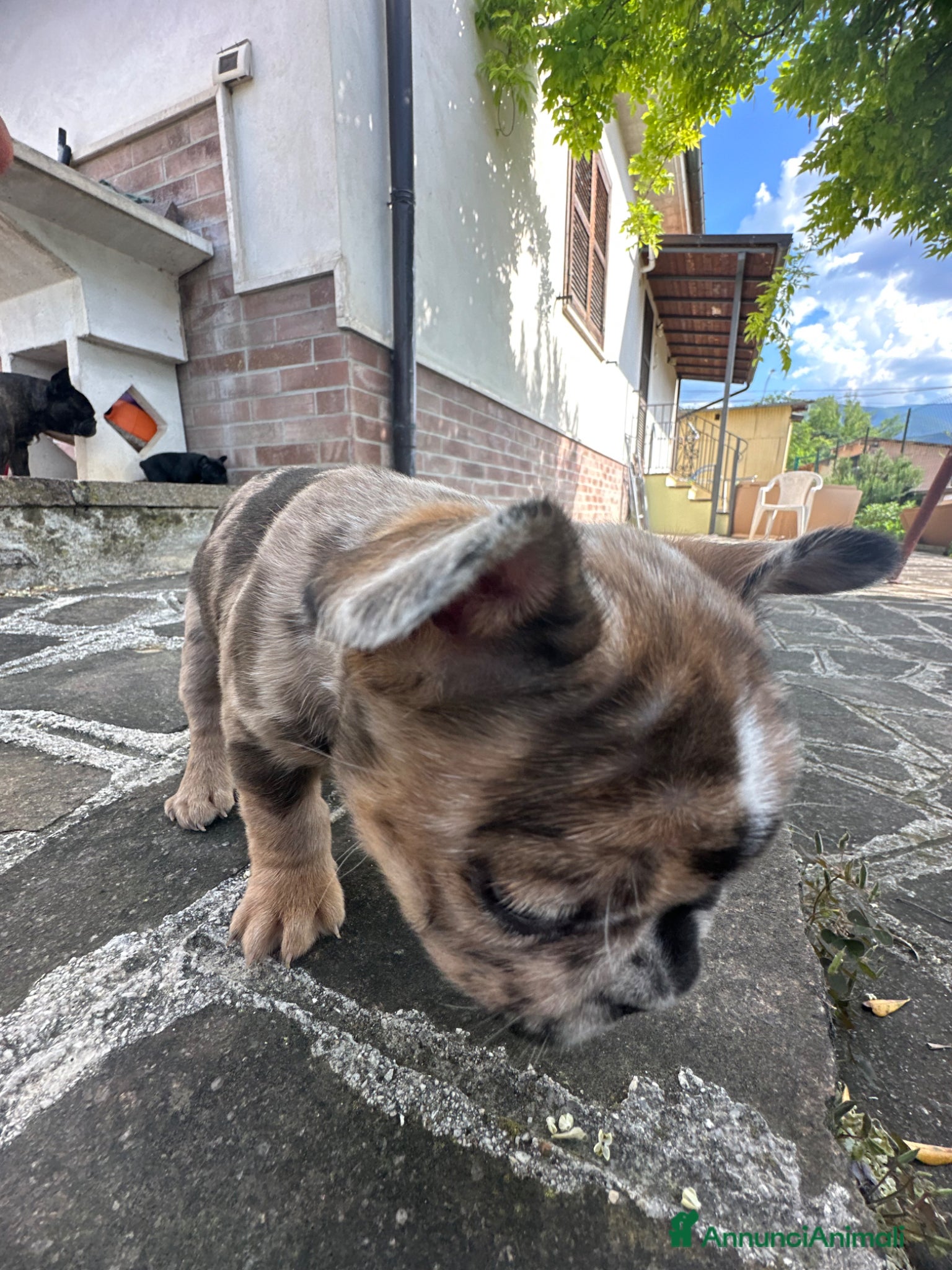 Bulldog Francese cani in vendita: bulldog francese blue occhi celesti, merlè, 2 nere - Annuncio 17