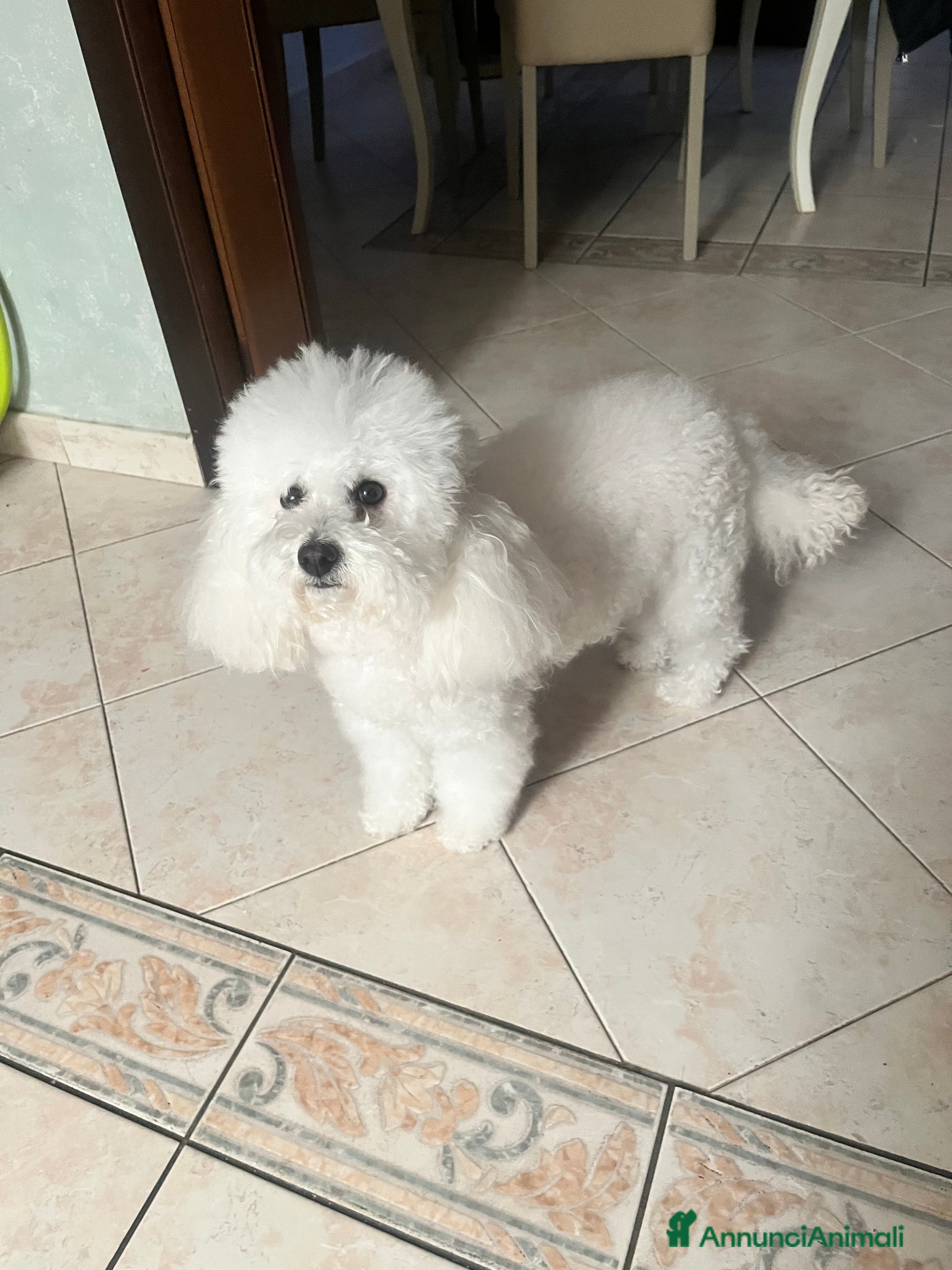 Barboncino Toy cani Barboncino toy - Annuncio 1