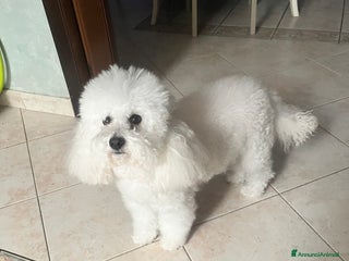 Barboncino Toy cani Barboncino toy - Annuncio 1