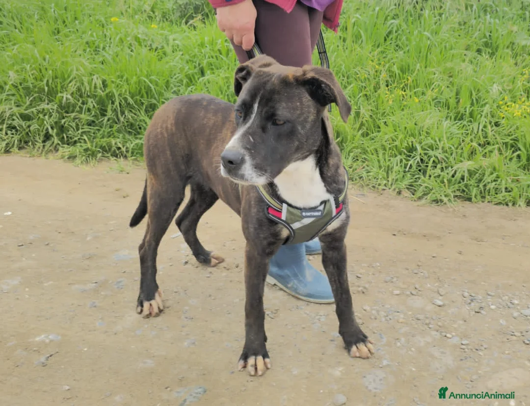 Meticcio cani in regalo: GEMMA  - Annuncio 2