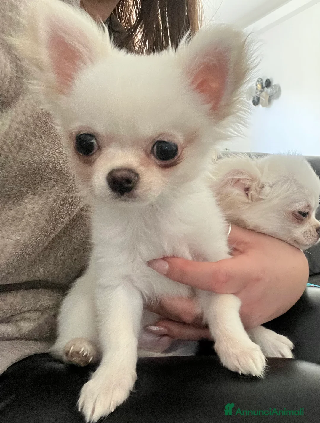 Chihuahua cani in vendita: Chihuahua con pedigree  - Annuncio 2