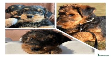 Airedale Terrier cani - Annuncio 5