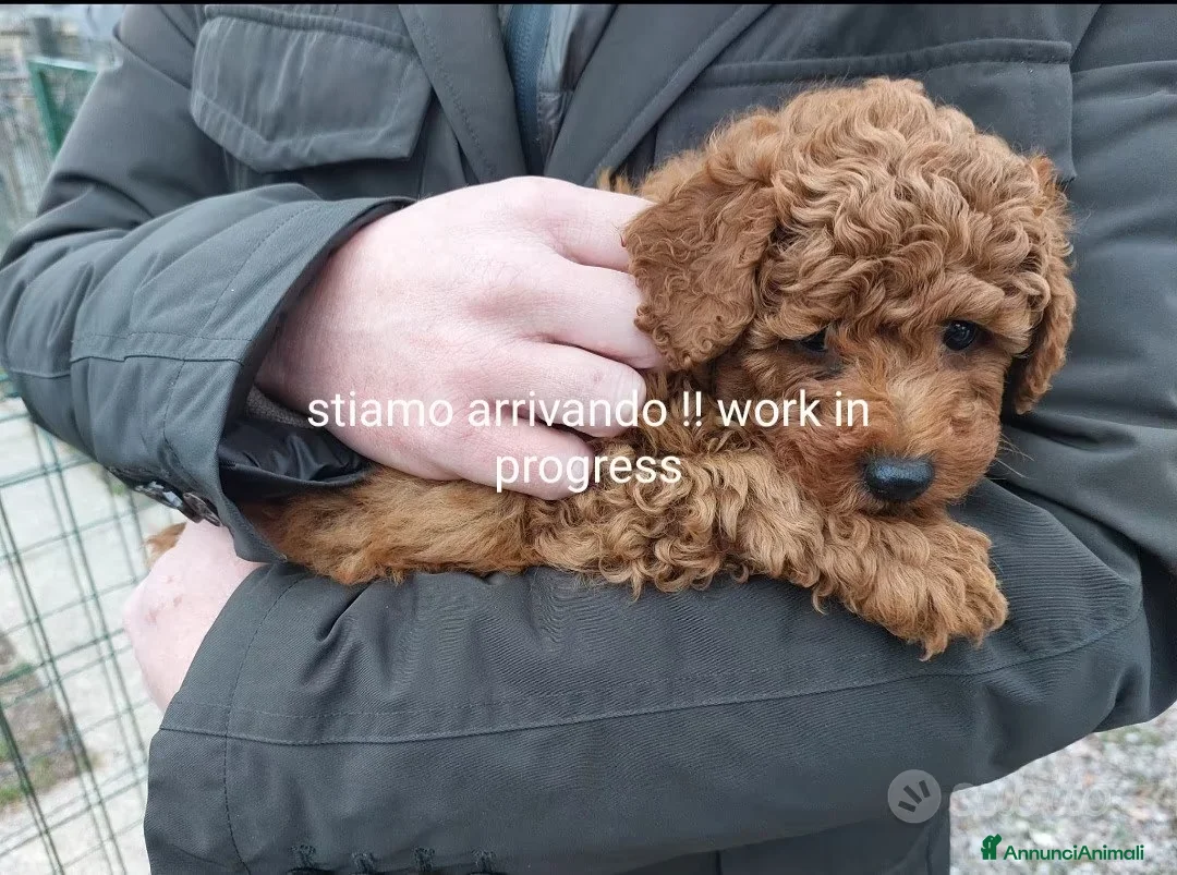 Barboncino cani in vendita: Cuccioli barboncino nano red - Annuncio 4