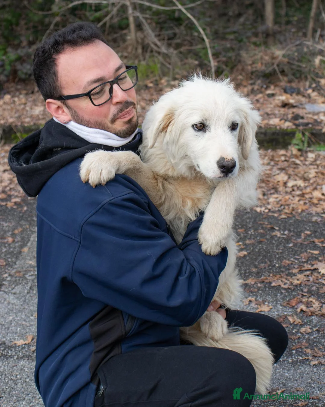 Altre razze cani in regalo: brody  - Annuncio 4