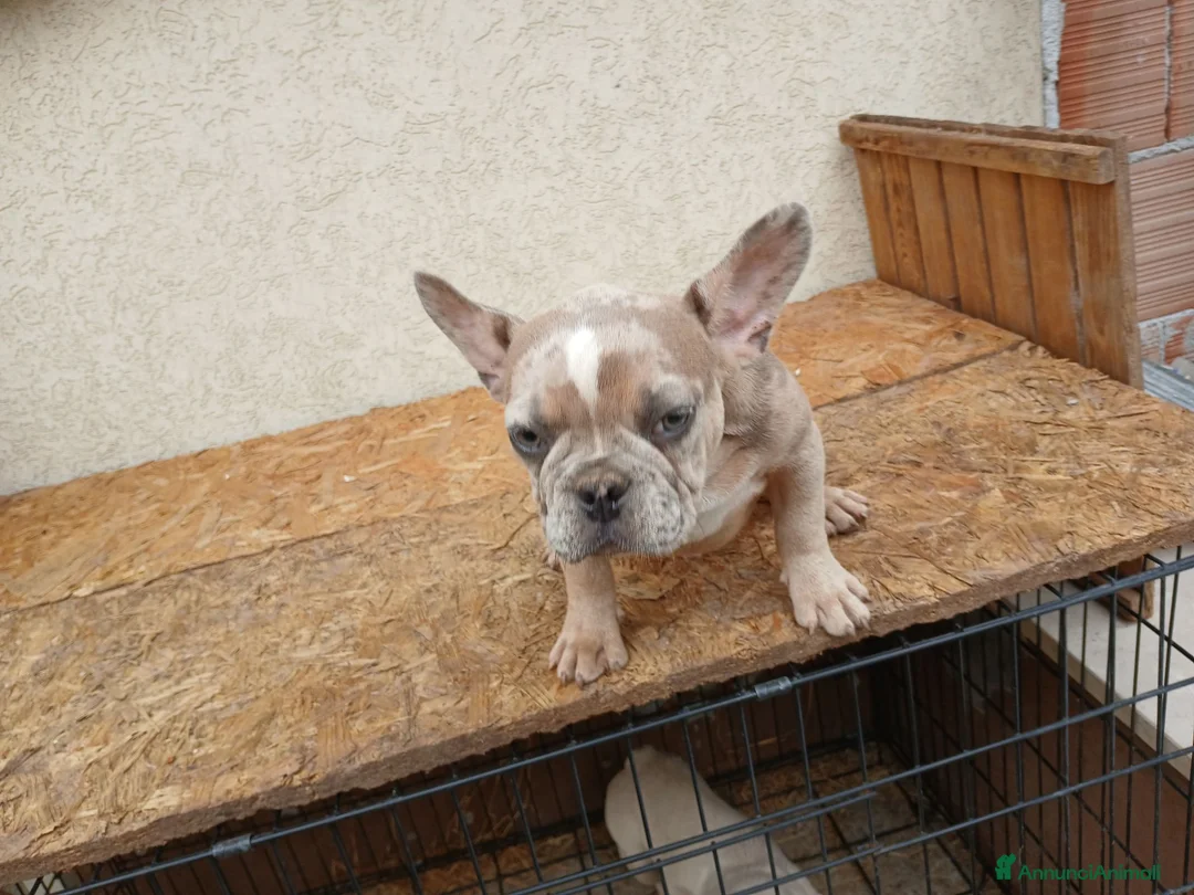 Bulldog Francese cani in vendita: Bulldog francese cuccioli - Annuncio 2