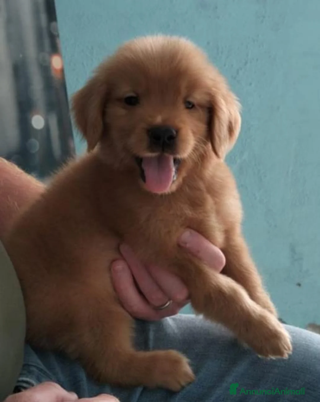 Golden Retriever cani in vendita: Golden retriever americano  - Annuncio 2
