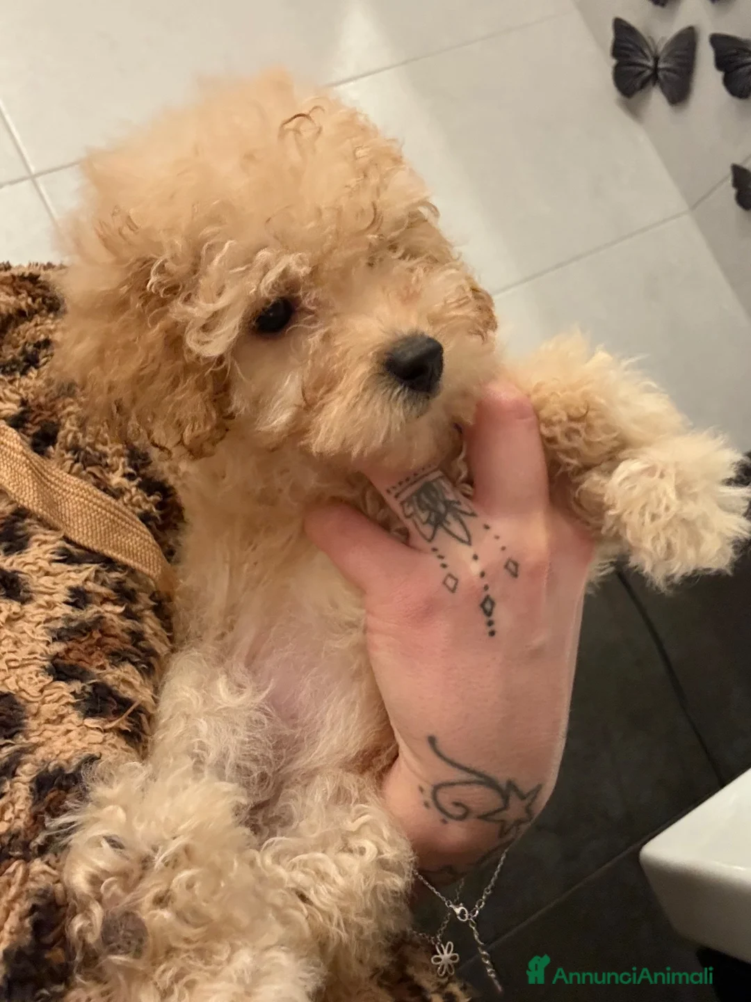 Barboncino cani in vendita: Cucciolo di barboncino  - Annuncio 4