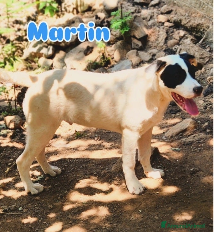 Meticcio cani Quasi 7mesi mix molossini NESSUNO LI NOTA.CALABRIA - Annuncio 4