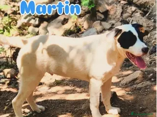 Meticcio cani Quasi 7mesi mix molossini NESSUNO LI NOTA.CALABRIA - Annuncio 6