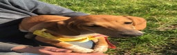 Segugio dell'Appennino cani in regalo: MUSA mix segugetta taglia medio piccola - Annuncio 3