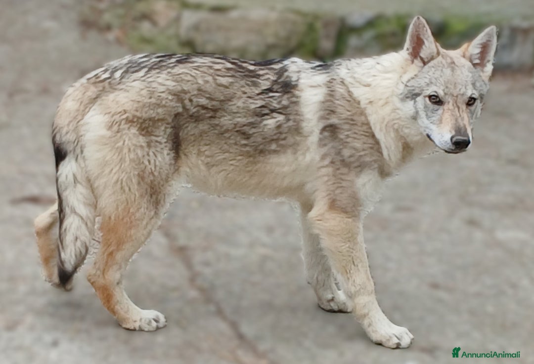 Lupo Cecoslovacco cani in vendita: Cuccioli di lupo cecoslovacco - Annuncio 8