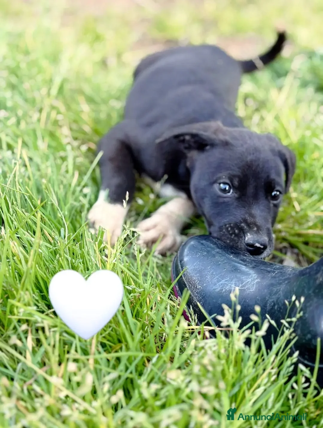 Meticcio cani in regalo: UNA MAMMA PER NOAH a Provincia di Varese - Annuncio 1