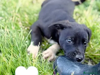 Meticcio cani UNA MAMMA PER NOAH - Annuncio 2