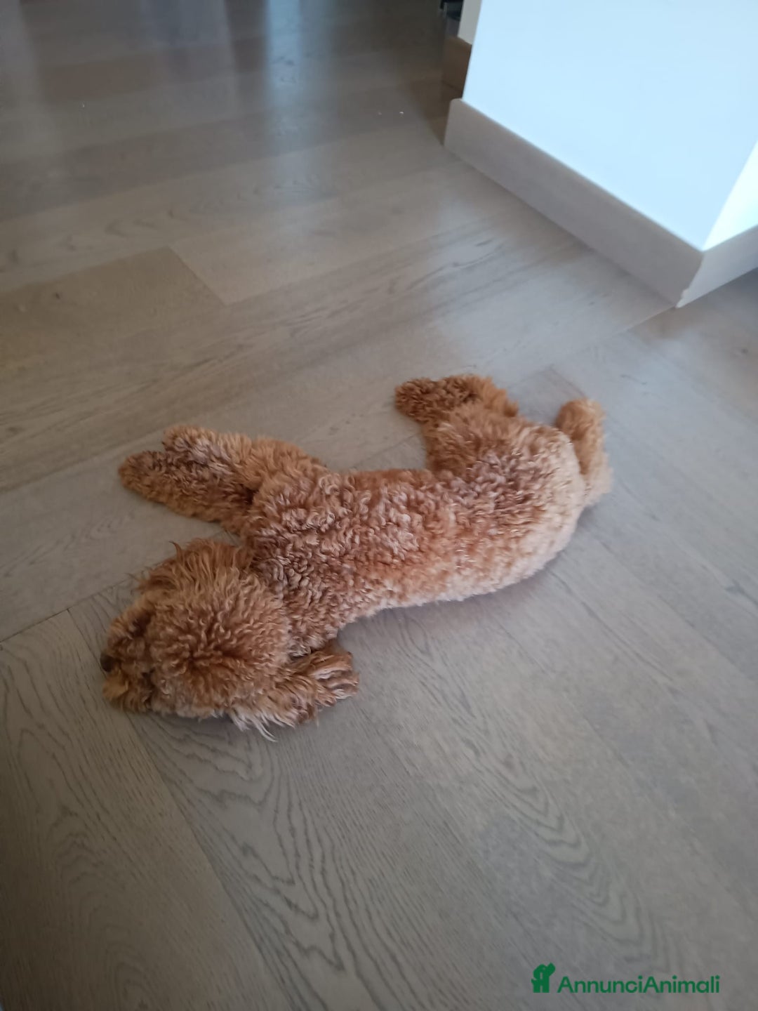 Barboncino cani per accoppiamento: Barboncino Nano per accoppiamento  - Annuncio 3