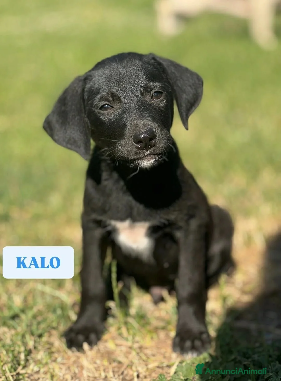 Meticcio cani in regalo: 7 MERAVIGLIE da salvare! Taglia PICCOLA - Annuncio 8